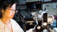 Researcher views sample under microscope